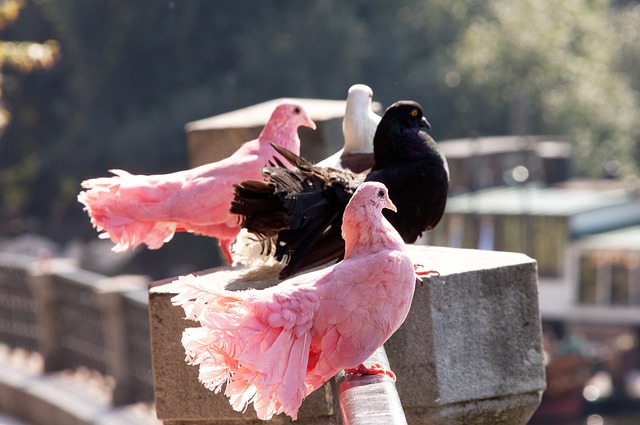 面的較量 面的較量