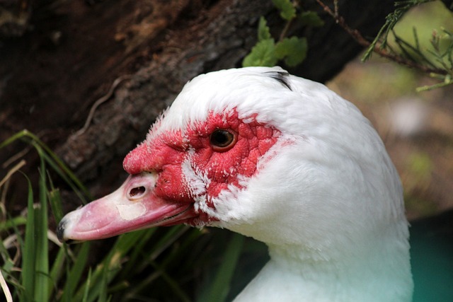 复兴的重要 复兴的重要