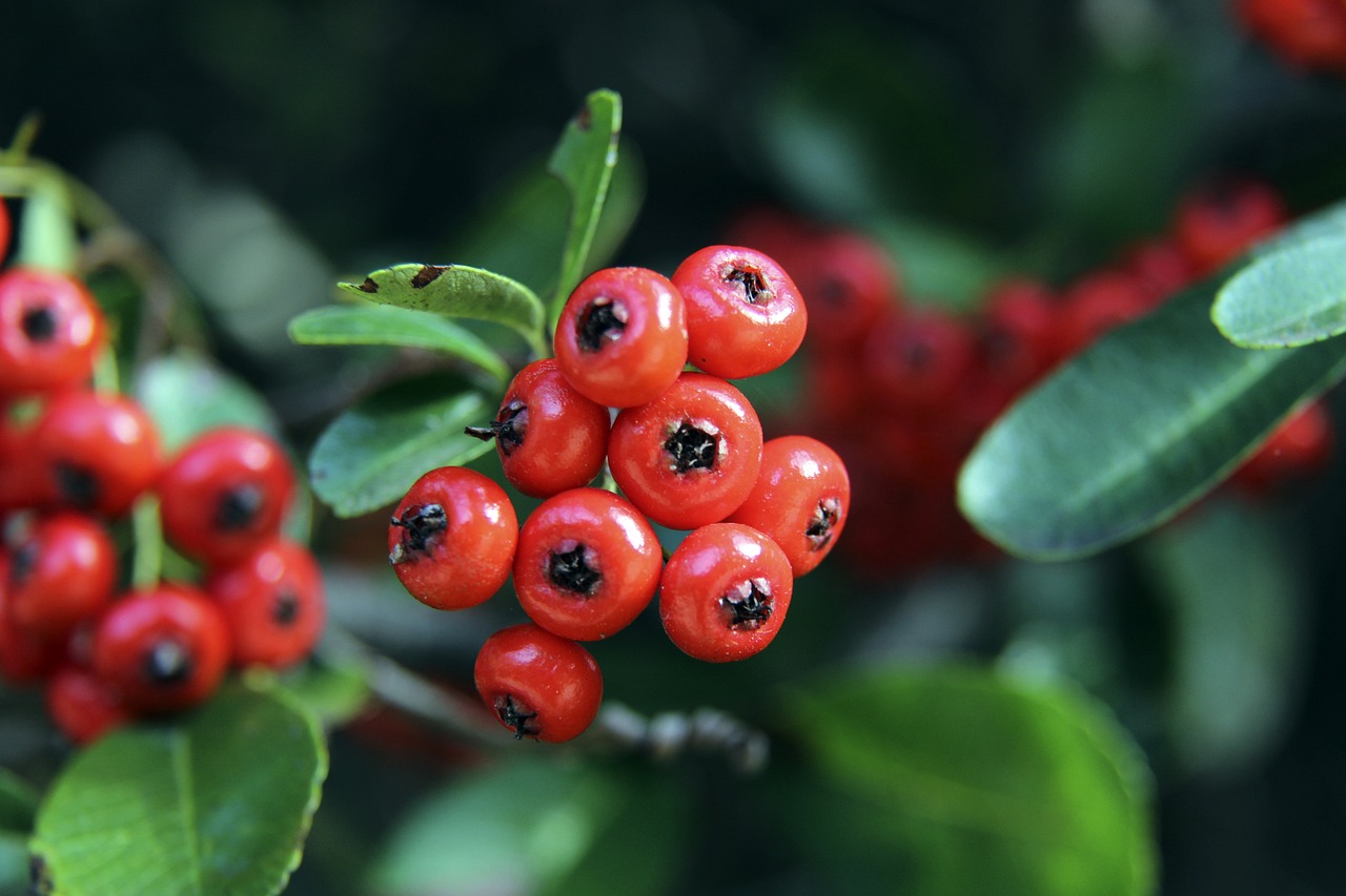 战报：利物浦英联杯决赛对阵纽卡；国王杯4强落位，皇萨竞争冠军.